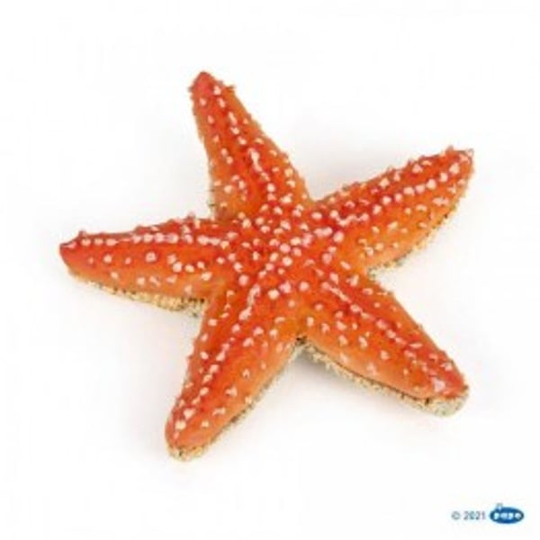 Papo - Estrela do Mar